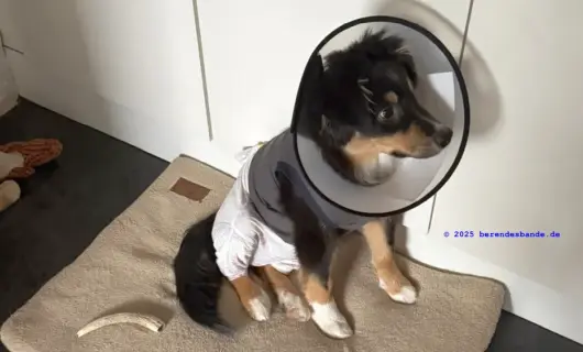 Wenn beim Rüden die Hoden nicht absteigen